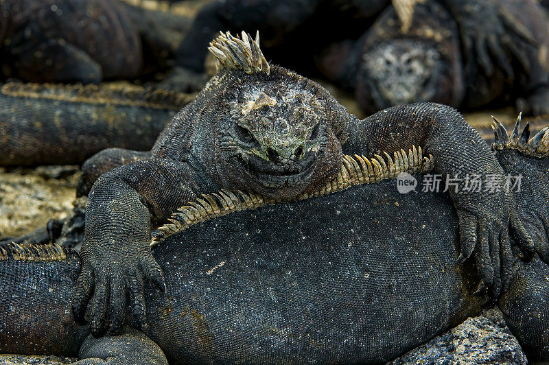 加拉帕戈斯海鬣蜥，Amblyrhynchus critatus, Punta Espinosa，费尔南迪纳岛;加拉帕戈斯群岛。姥。